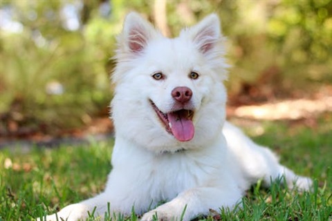 This is a dog at a park.